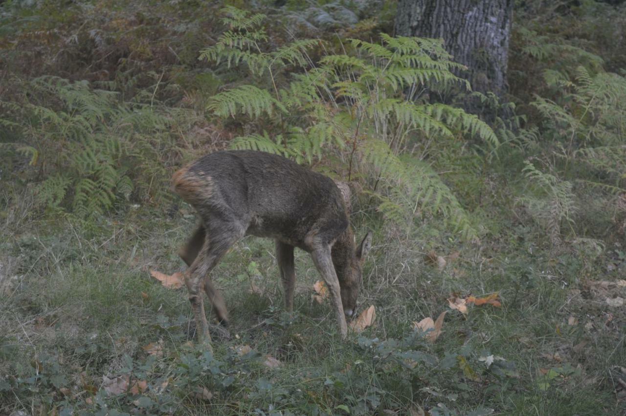 Cabane En Foret Onesse-et-Laharie Εξωτερικό φωτογραφία