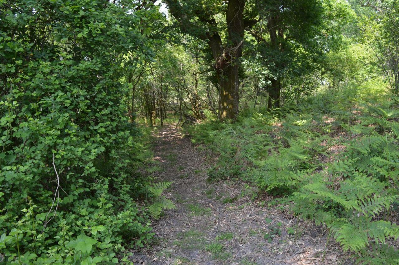 Cabane En Foret Onesse-et-Laharie Εξωτερικό φωτογραφία