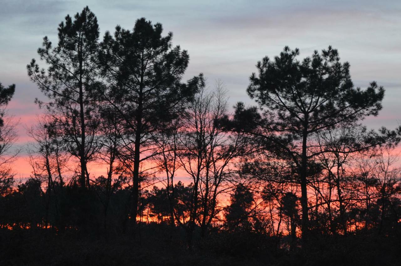 Cabane En Foret Onesse-et-Laharie Εξωτερικό φωτογραφία